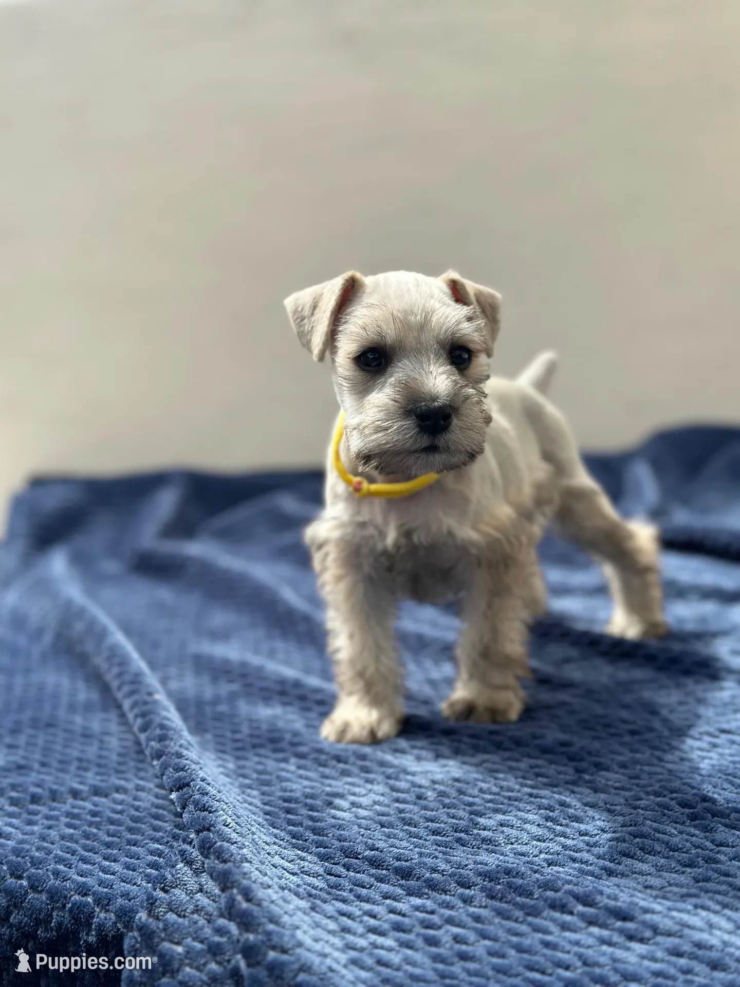 Artemis, a female Miniature Schnauzer for sale in Murrieta, CA – Photo 3 of 5