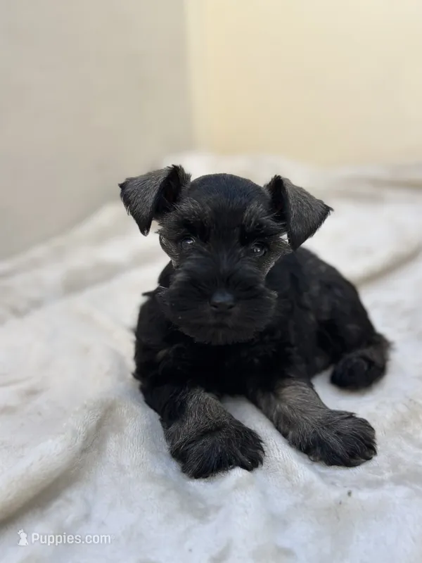 Coal – Miniature Schnauzer puppy for sale in Murrieta, CA