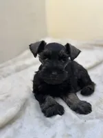 Coal, a male Miniature Schnauzer for sale in Murrieta, CA – 1 of 4