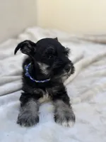 Onyx , a male Miniature Schnauzer for sale in Murrieta, CA – 2 of 3