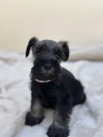 Luna, a female Miniature Schnauzer for sale in Murrieta, CA – 3 of 4