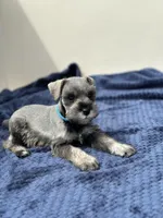 Zeus, a male Miniature Schnauzer for sale in Murrieta, CA – Photo 5 of 5