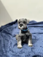 Zeus, a male Miniature Schnauzer for sale in Murrieta, CA – Photo 3 of 5