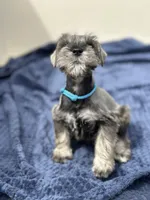 Zeus, a male Miniature Schnauzer for sale in Murrieta, CA – Photo 2 of 5