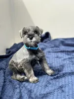 Zeus, a male Miniature Schnauzer for sale in Murrieta, CA – Photo 4 of 5