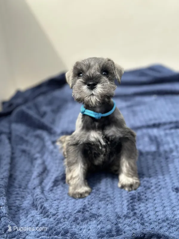 Zeus – Miniature Schnauzer puppy for sale in Murrieta, CA