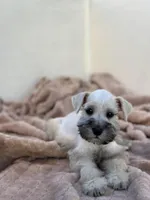 Louis, a male Miniature Schnauzer for sale in Murrieta, CA – Photo 3 of 4