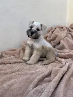 Louis, a male Miniature Schnauzer for sale in Murrieta, CA – Photo 4 of 4