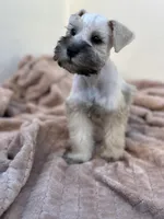 Louis, a male Miniature Schnauzer for sale in Murrieta, CA – Photo 2 of 4