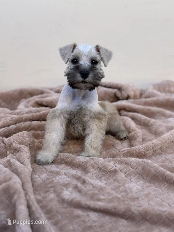 Louis – Miniature Schnauzer puppy for sale in Murrieta, CA