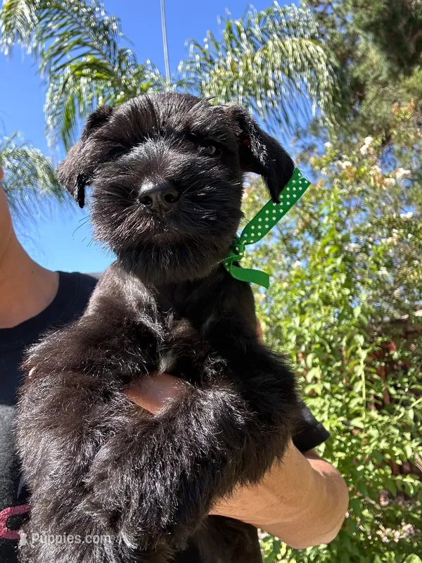 Espresso – Miniature Schnauzer puppy for sale in Murrieta, CA