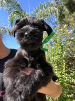 Espresso, a male Miniature Schnauzer for sale in Murrieta, CA – 1 of 4