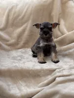 Amélie, a female Miniature Schnauzer for sale in Murrieta, CA – 5 of 6