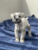 Athena, a female Miniature Schnauzer for sale in Murrieta, CA – Photo 4 of 4