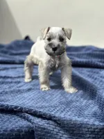 Athena, a female Miniature Schnauzer for sale in Murrieta, CA – Photo 3 of 4
