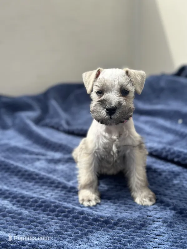 Athena – Miniature Schnauzer puppy for sale in Murrieta, CA