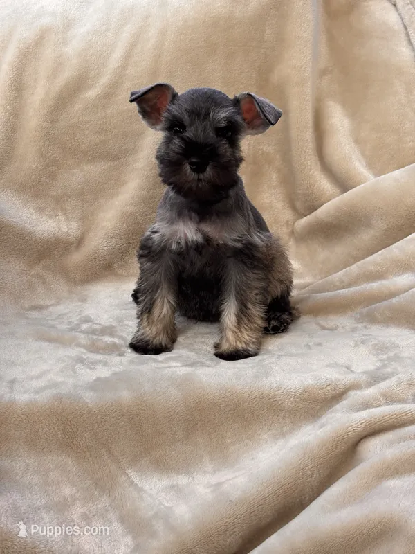 Margot – Miniature Schnauzer puppy for sale in Murrieta, CA