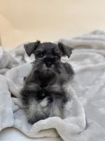 Honey, a female Miniature Schnauzer for sale in Murrieta, CA – 6 of 7