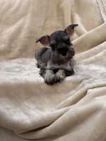 Amélie, a female Miniature Schnauzer for sale in Murrieta, CA – 6 of 6