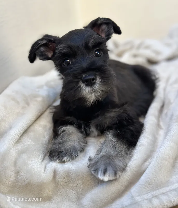 Onyx  – Miniature Schnauzer puppy for sale in Murrieta, CA