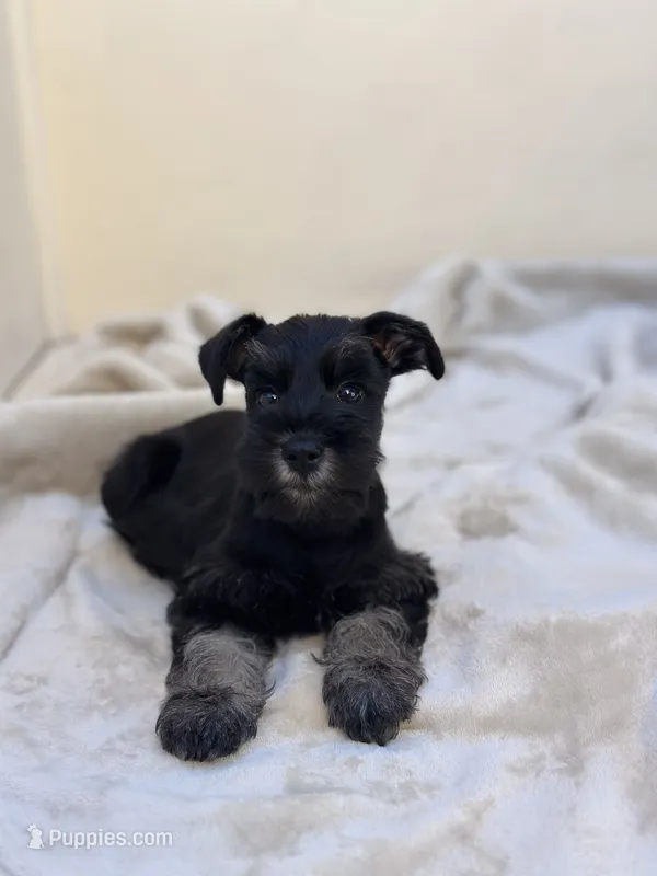 Raven – Miniature Schnauzer puppy for sale in Murrieta, CA