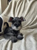 Macchiato, a male Miniature Schnauzer for sale in Murrieta, CA – 4 of 4