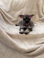 Amélie, a female Miniature Schnauzer for sale in Murrieta, CA – 3 of 6