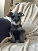 Macchiato, a male Miniature Schnauzer for sale in Murrieta, CA – 3 of 4
