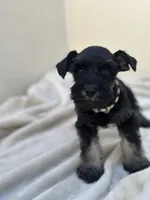 Raven, a male Miniature Schnauzer for sale in Murrieta, CA – 4 of 4