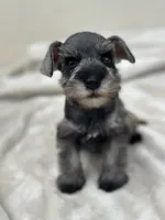 Macchiato, a male Miniature Schnauzer for sale in Murrieta, CA – 4 of 5