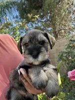 Chai, a female Miniature Schnauzer for sale in Murrieta, CA – 4 of 4