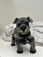 Macchiato, a male Miniature Schnauzer for sale in Murrieta, CA – 5 of 5