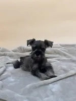 Honey, a female Miniature Schnauzer for sale in Murrieta, CA – 7 of 7