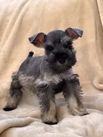Margot, a female Miniature Schnauzer for sale in Murrieta, CA – 2 of 4