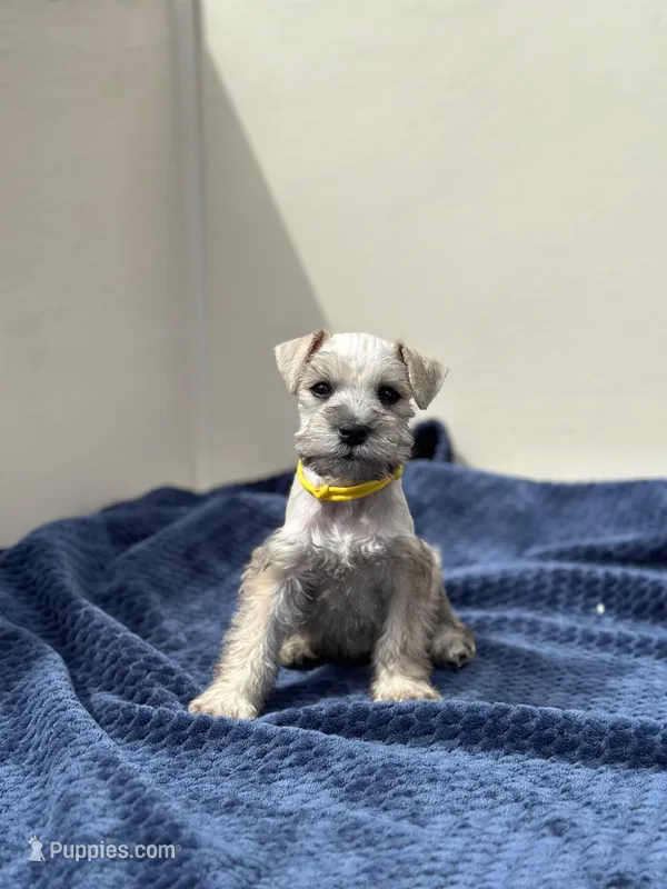 Artemis – Miniature Schnauzer puppy for sale in Murrieta, CA