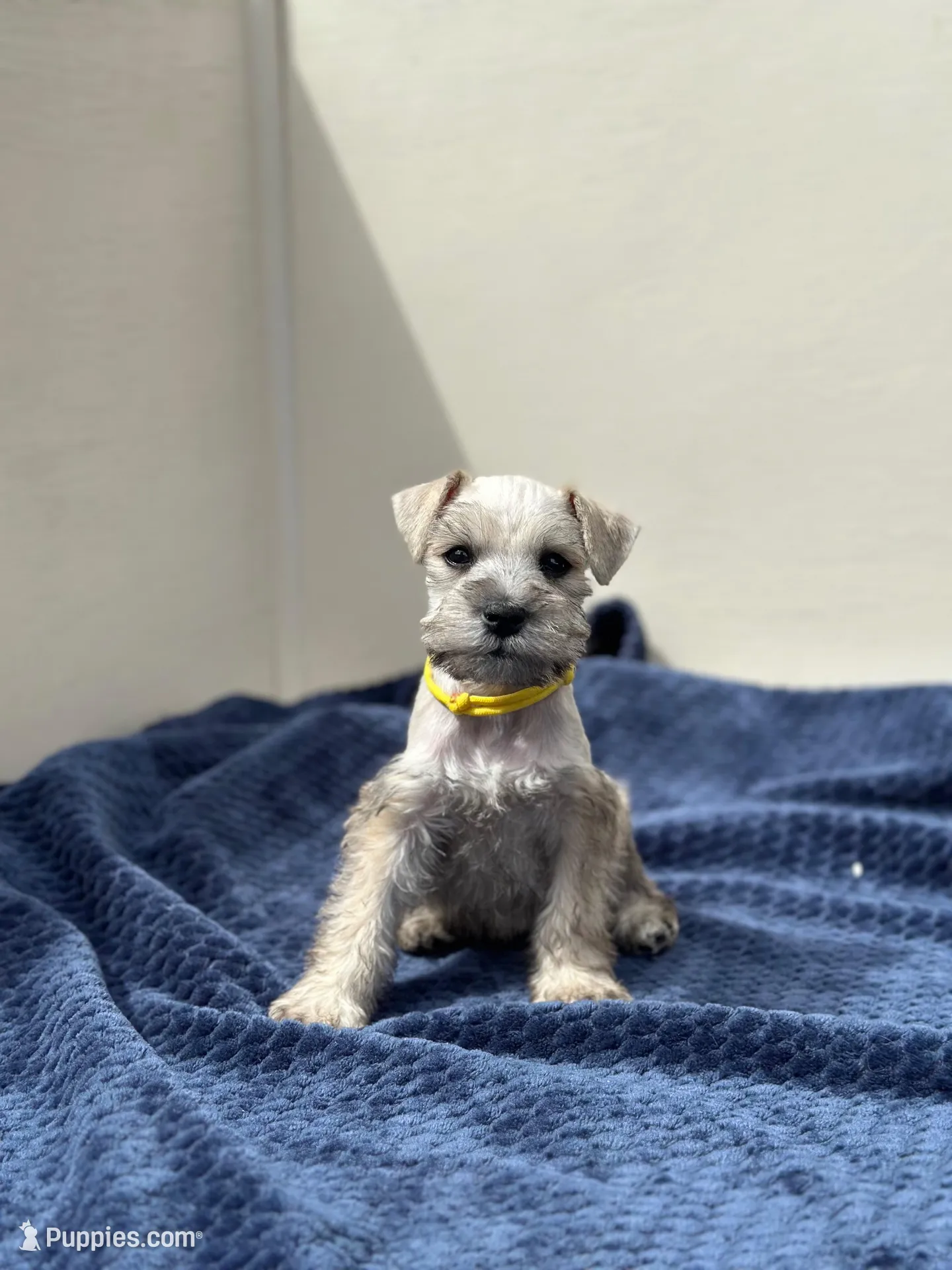 Artemis, a female Miniature Schnauzer for sale in Murrieta, CA – Photo 1 of 5