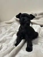 Roast, a male Miniature Schnauzer for sale in Murrieta, CA – 4 of 4