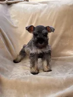 Margot, a female Miniature Schnauzer for sale in Murrieta, CA – 4 of 4
