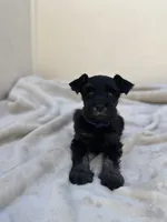 Shadow, a male Miniature Schnauzer for sale in Murrieta, CA – 3 of 4