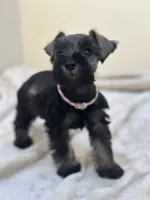 Luna, a female Miniature Schnauzer for sale in Murrieta, CA – 2 of 4