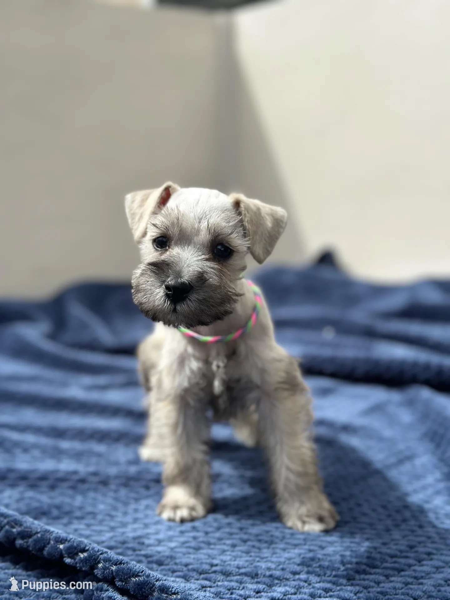 Athena, a female Miniature Schnauzer for sale in Murrieta, CA – Photo 2 of 4