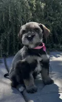 Chai, a female Miniature Schnauzer for sale in Murrieta, CA – 2 of 4