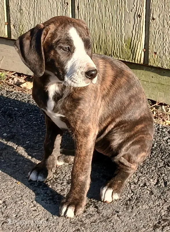 Betty – Mountain Cur puppy for sale in Bedford, PA