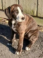 Betty, a female Mountain Cur for sale in Bedford, PA – Photo 1 of 2