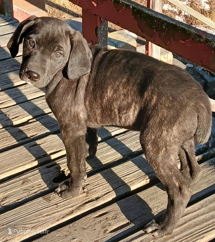 Rue – Mountain Cur puppy for sale in Bedford, PA