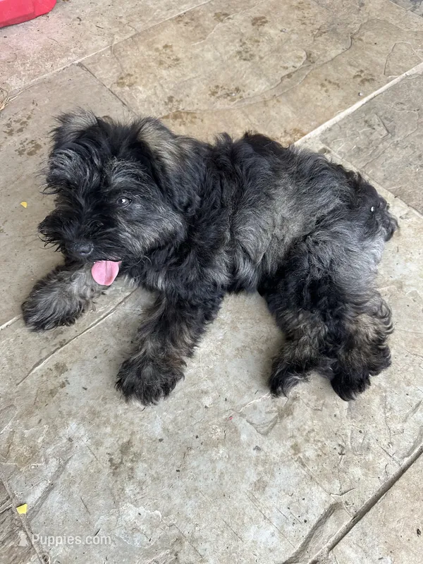 Lila – Miniature Schnauzer puppy for sale in Katy, TX