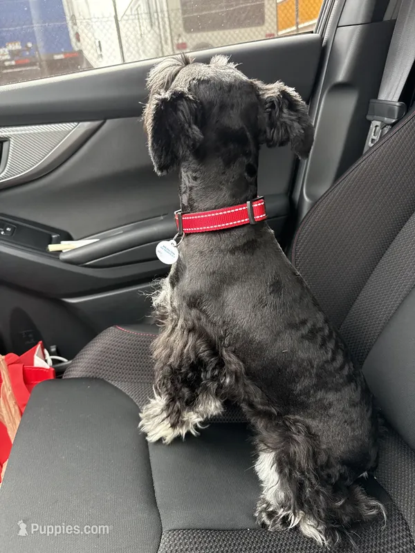 Milo – Miniature Schnauzer puppy for sale in Katy, TX