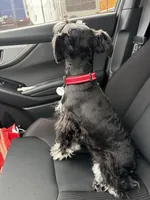 Milo, a male Miniature Schnauzer for sale in Katy, TX – 1 of 5