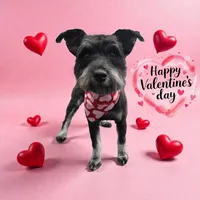 Milo, a male Miniature Schnauzer for sale in Katy, TX – 5 of 5