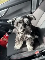 Milo, a male Miniature Schnauzer for sale in Katy, TX – 2 of 5